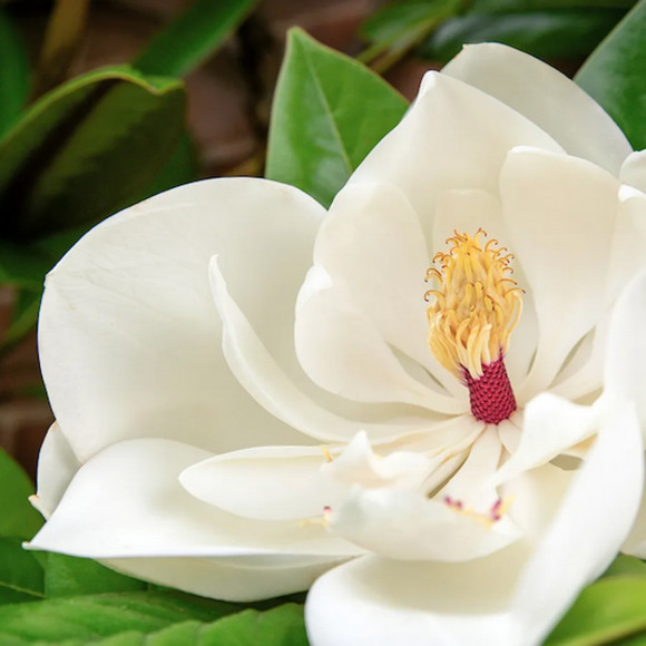 magnoliaalainn